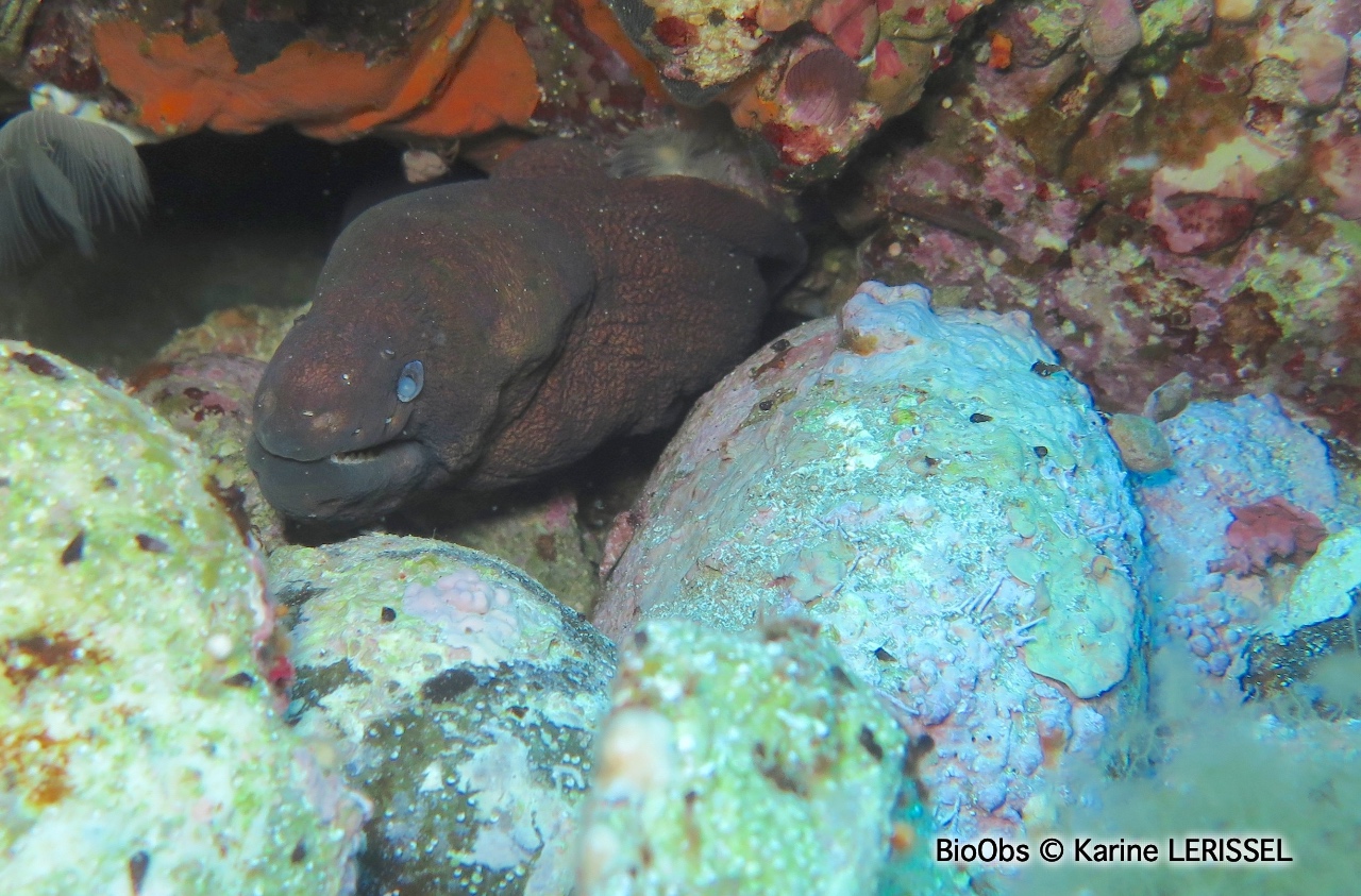 Murène chocolat - Gymnothorax unicolor - Karine LERISSEL - BioObs