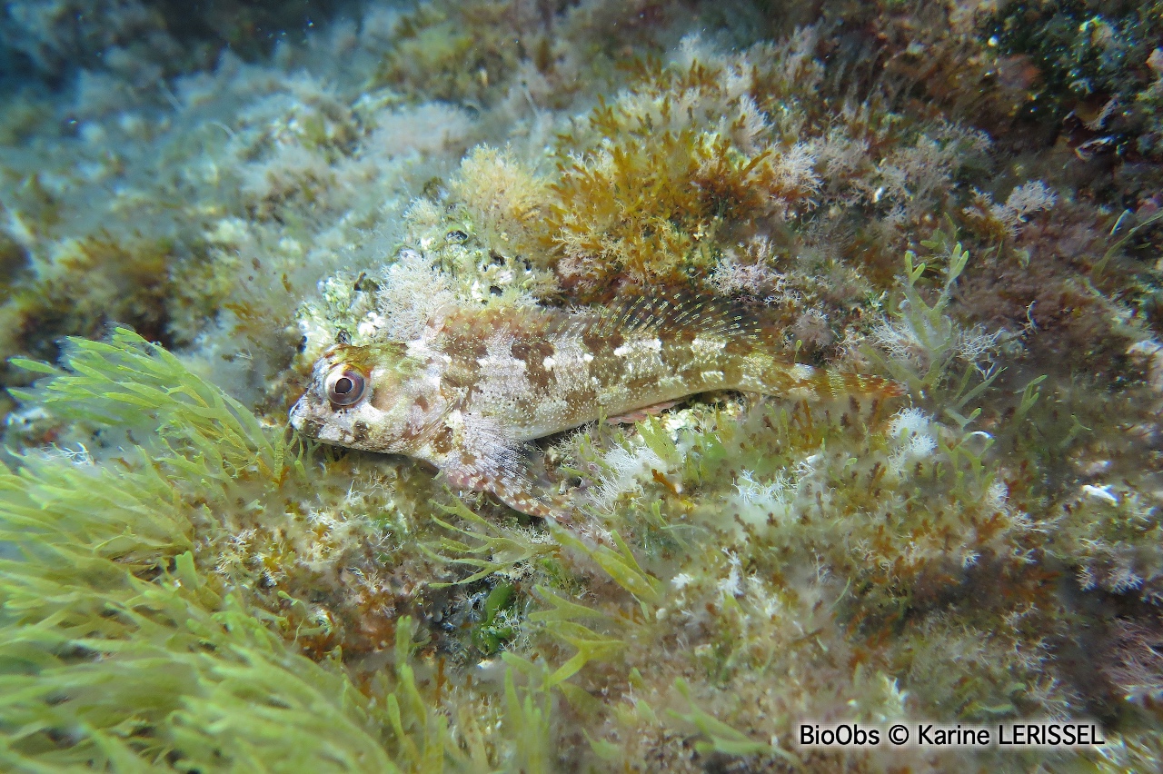 Blennie trigloïde - Lipophrys trigloides - Karine LERISSEL - BioObs