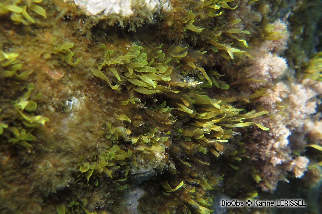 Dictyote spatulée - Dictyota spiralis - Karine LERISSEL - BioObs