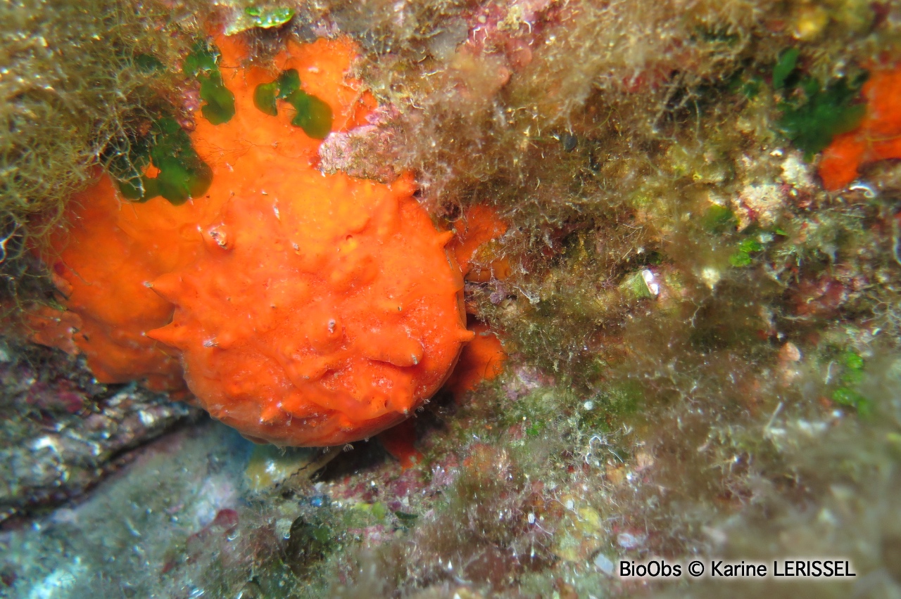 Spondyle pied-d'âne - Spondylus gaederopus - Karine LERISSEL - BioObs