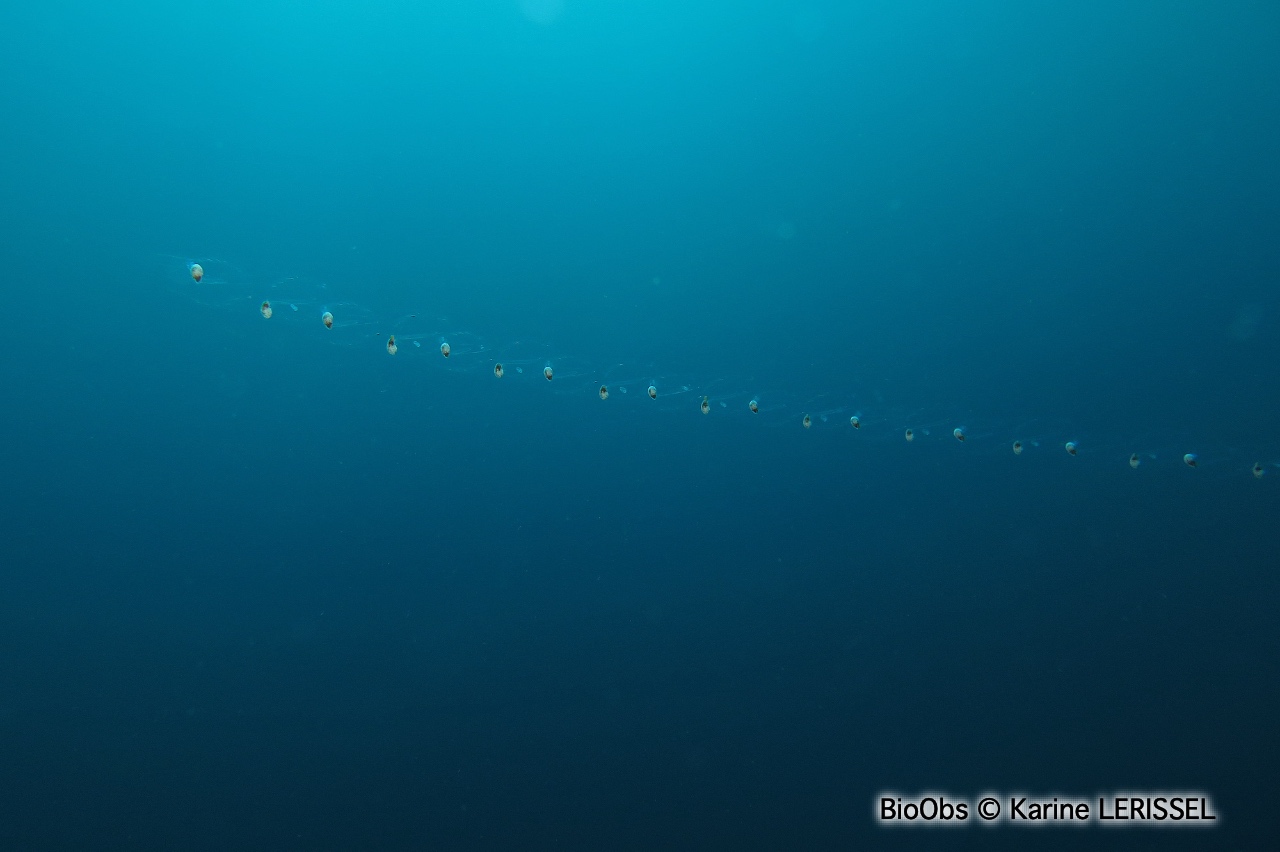 Salpe démocratique - Thalia democratica - Karine LERISSEL - BioObs