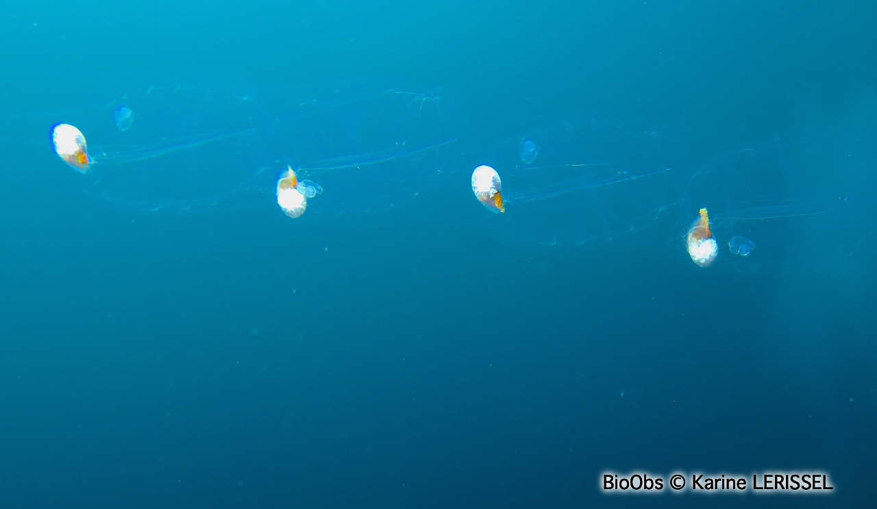 Salpe démocratique - Thalia democratica - Karine LERISSEL - BioObs