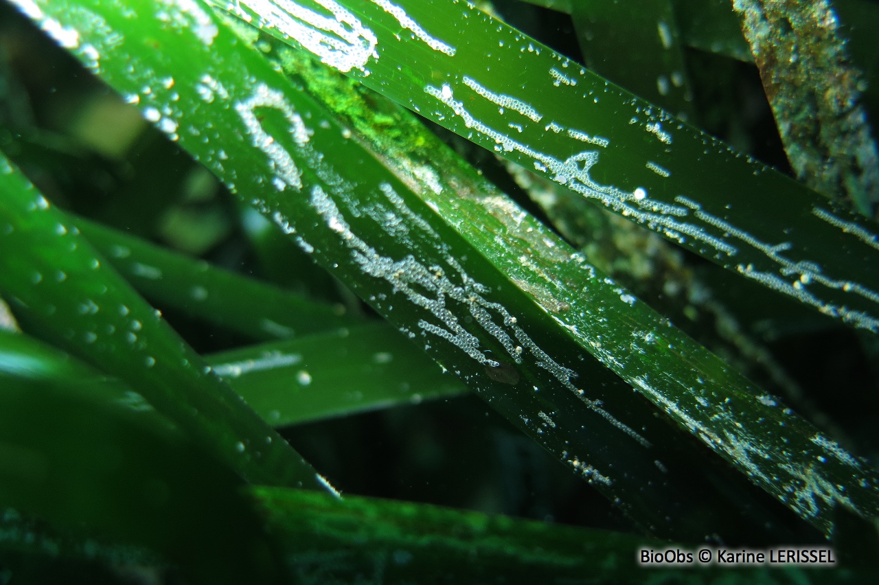 Bryozoaire de la posidonie - Electra posidoniae - Karine LERISSEL - BioObs