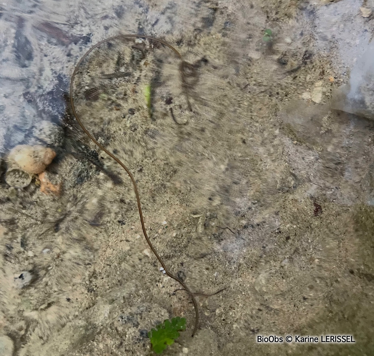 Nématomorphe (Ver gordien) - Gordiidae - Karine LERISSEL - BioObs