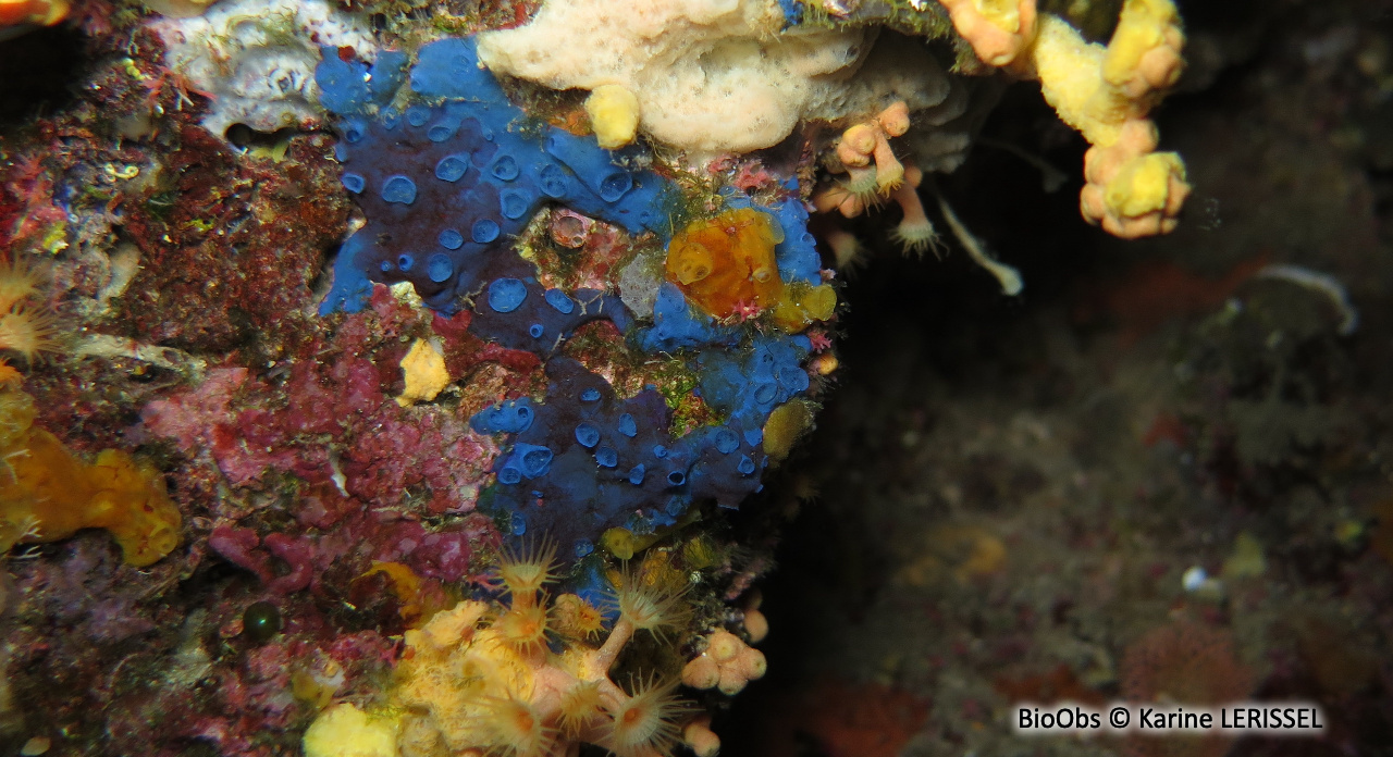 Eponge bleu-vert à cratères - Hymedesmia (Hymedesmia) paupertas - Karine LERISSEL - BioObs