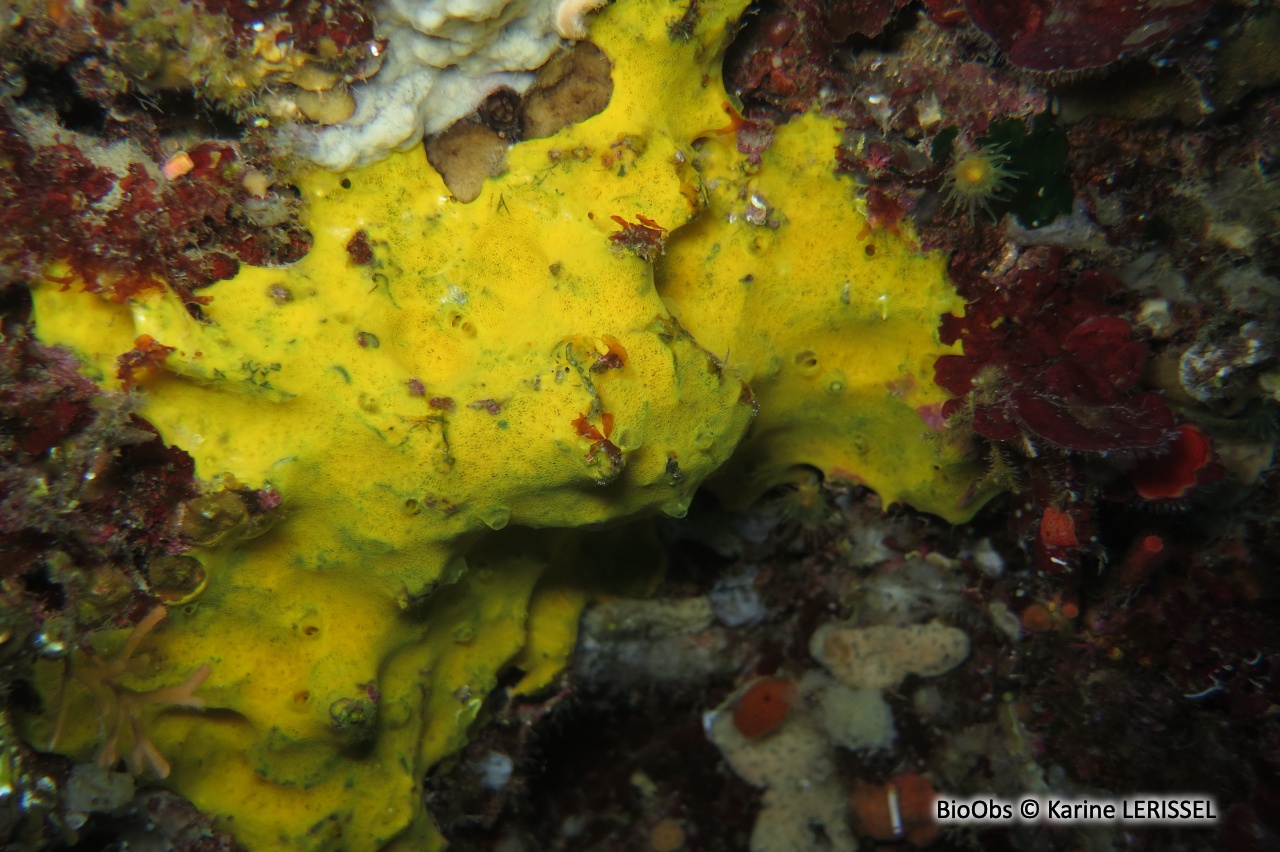 Hexadelle jaune d'or - Hexadella pruvoti - Karine LERISSEL - BioObs