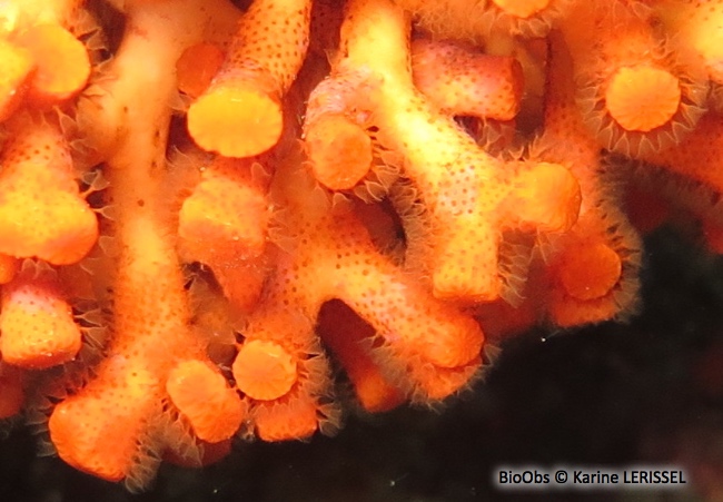 Faux corail - Myriapora truncata - Karine LERISSEL - BioObs