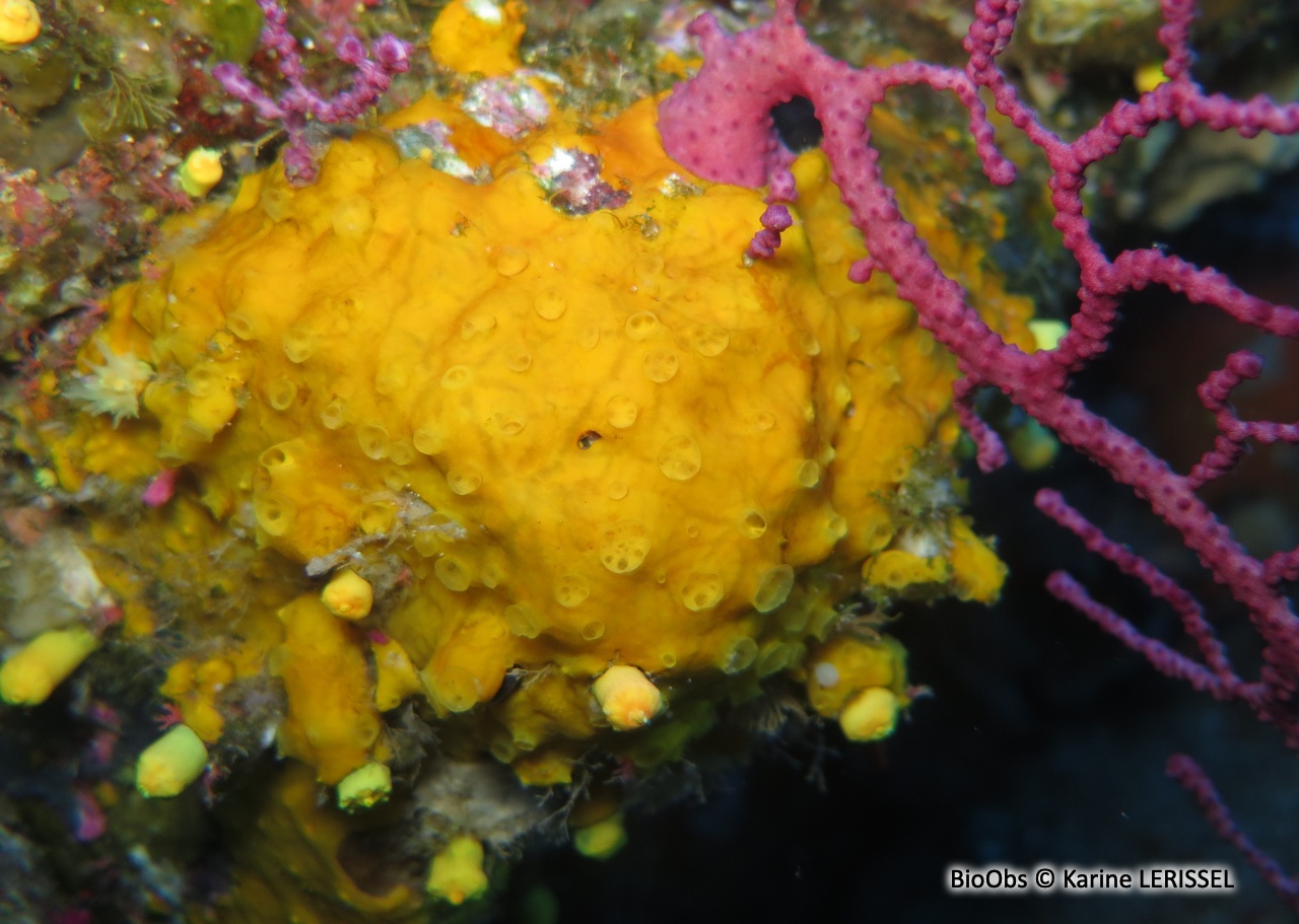 Eponge jaune à cratères - Crella (Grayella) pulvinar - Karine LERISSEL - BioObs