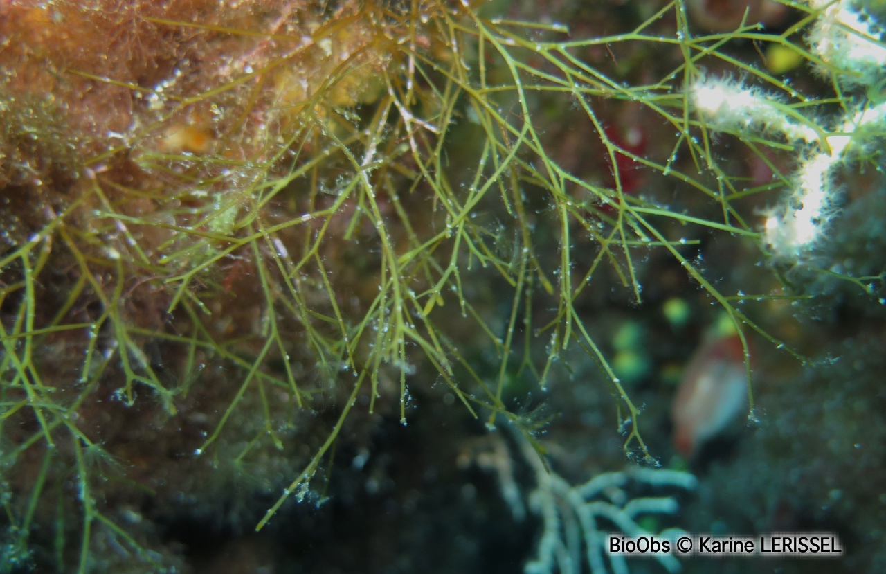 Carpomitre - Carpomitra costata - Karine LERISSEL - BioObs