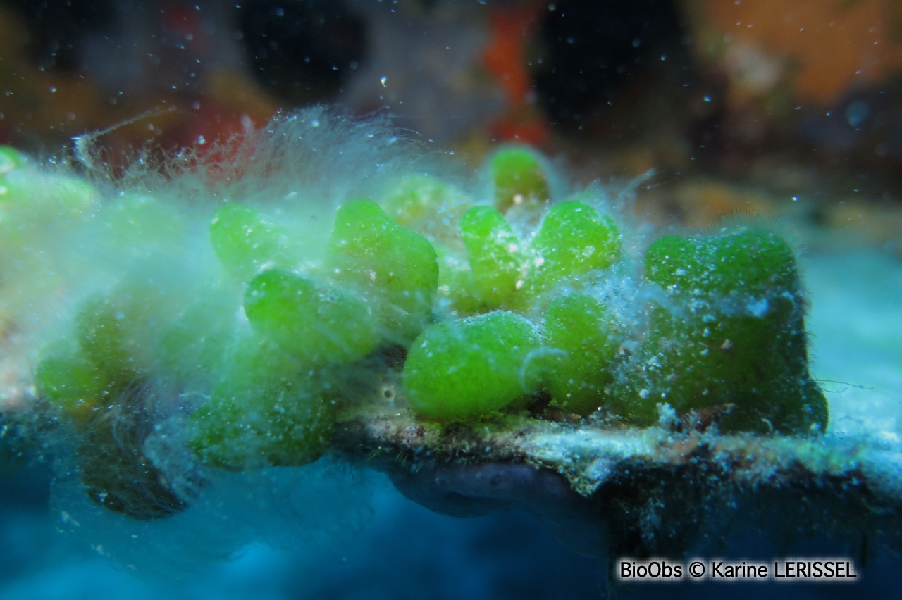 Codium mamelonné - Codium coralloides - Karine LERISSEL - BioObs