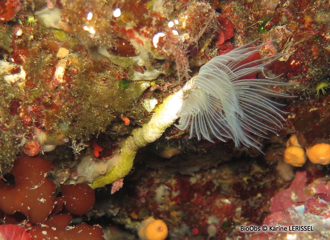 Protule lisse - Protula tubularia - Karine LERISSEL - BioObs