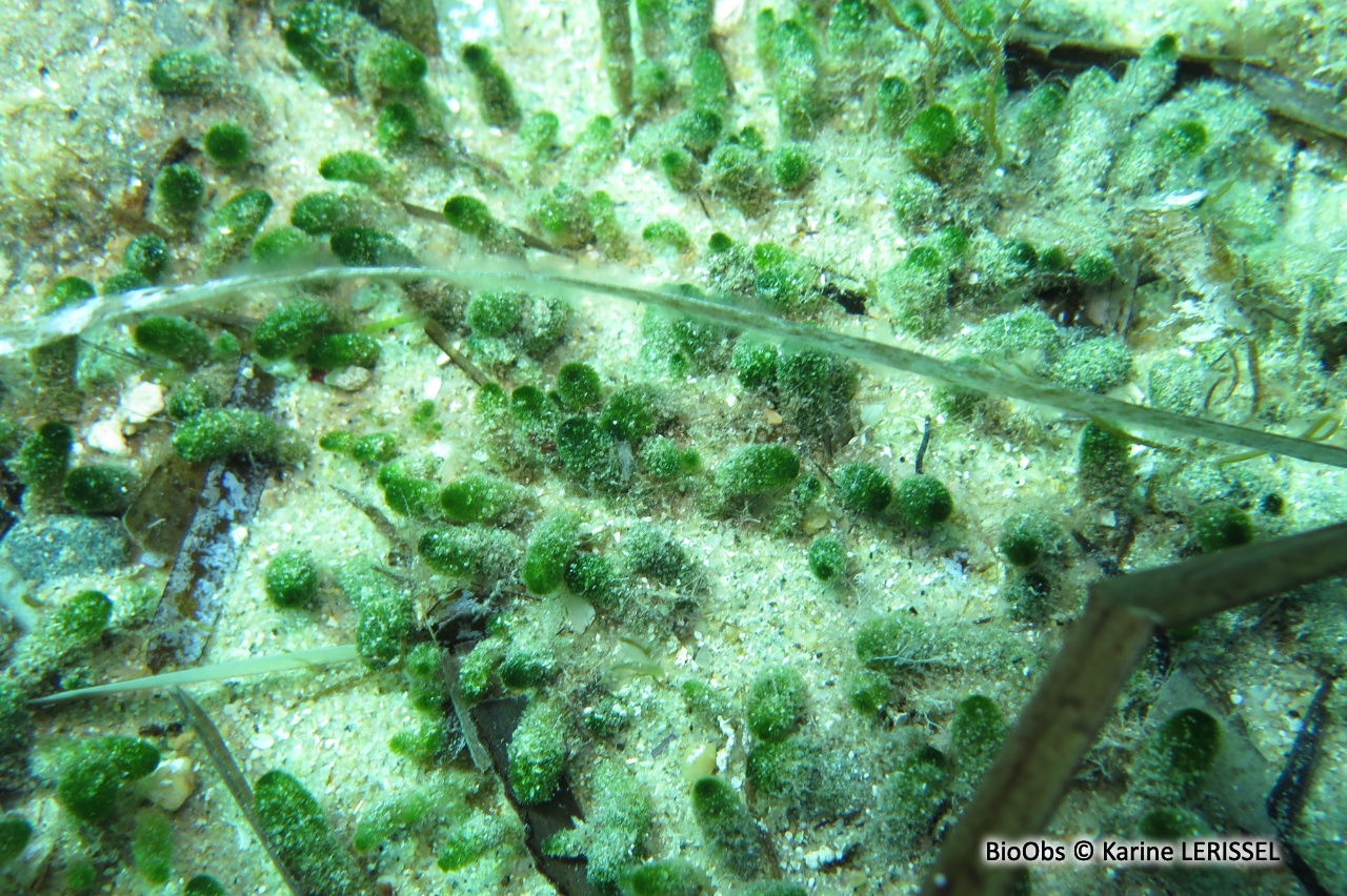 Algue à massues - Dasycladus vermicularis - Karine LERISSEL - BioObs