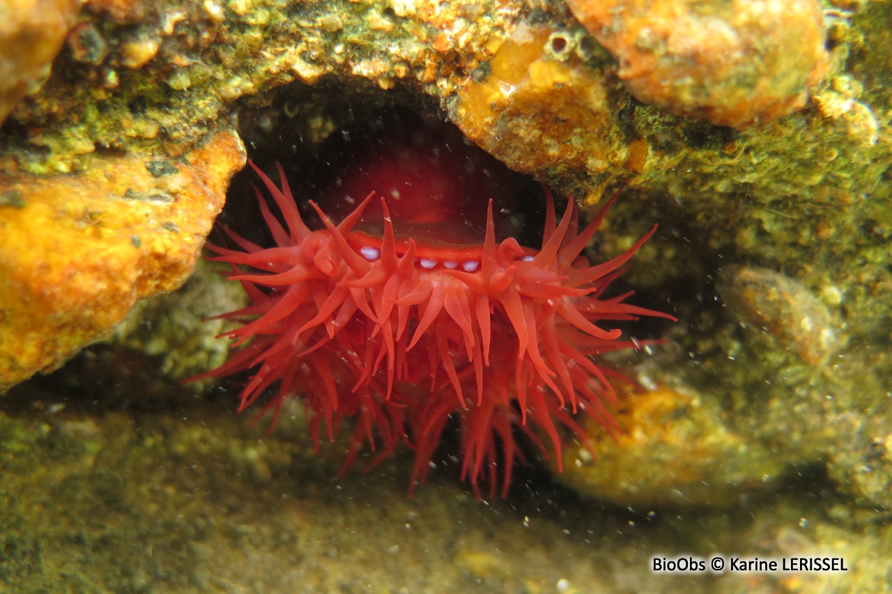 Tomate de mer de Méditerranée - Actinia mediterranea - Karine LERISSEL - BioObs