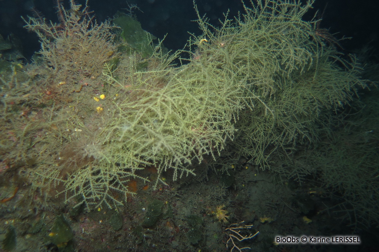 Sertularelle ramifiée - Sertularella gayi - Karine LERISSEL - BioObs