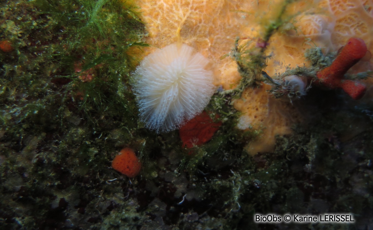 Ascidie coloniale pédonculée - Aplidium turbinatum - Karine LERISSEL - BioObs