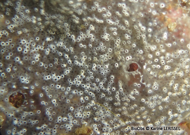 Didemne spongieux - Diplosoma spongiforme - Karine LERISSEL - BioObs