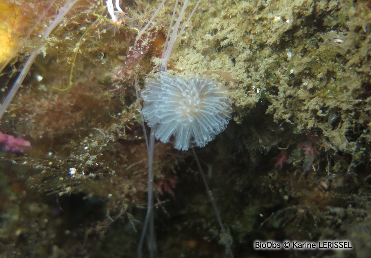 Ascidie coloniale pédonculée - Aplidium turbinatum - Karine LERISSEL - BioObs