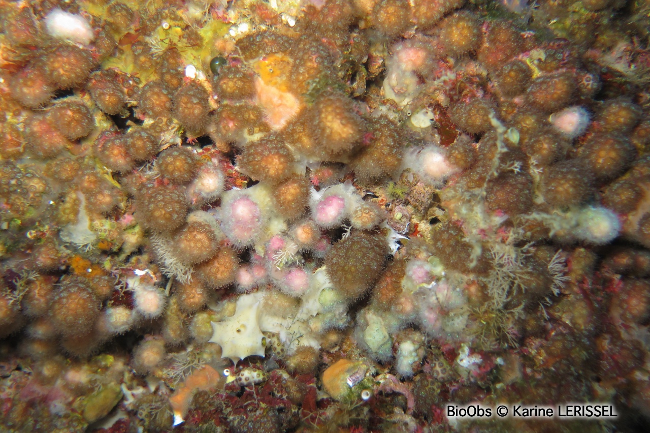 Madrace étoilé - Madracis pharensis - Karine LERISSEL - BioObs