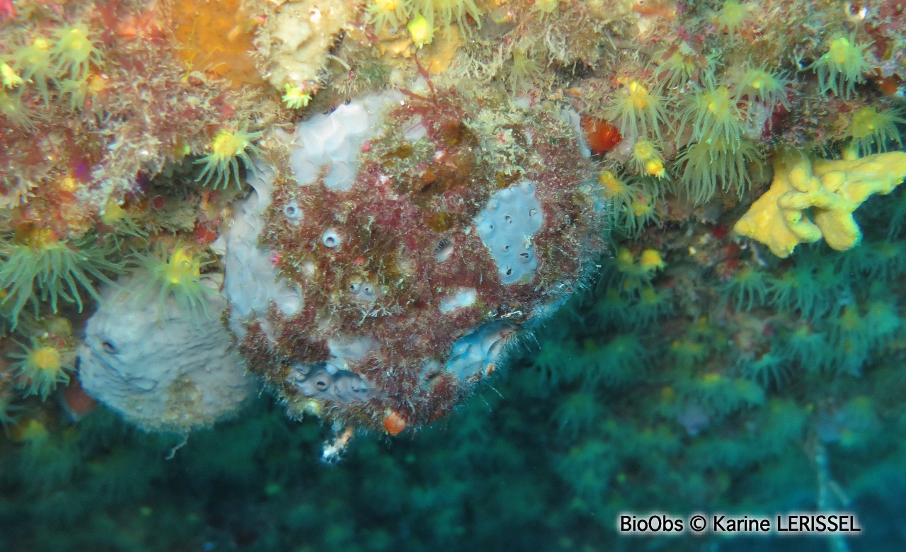 Eponge fétide - Sarcotragus foetidus - Karine LERISSEL - BioObs