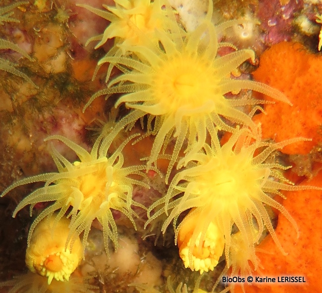 Corail jaune solitaire - Leptopsammia pruvoti - Karine LERISSEL - BioObs
