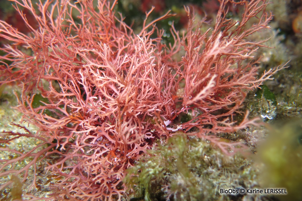 Sphérocoque - Sphaerococcus coronopifolius - Karine LERISSEL - BioObs