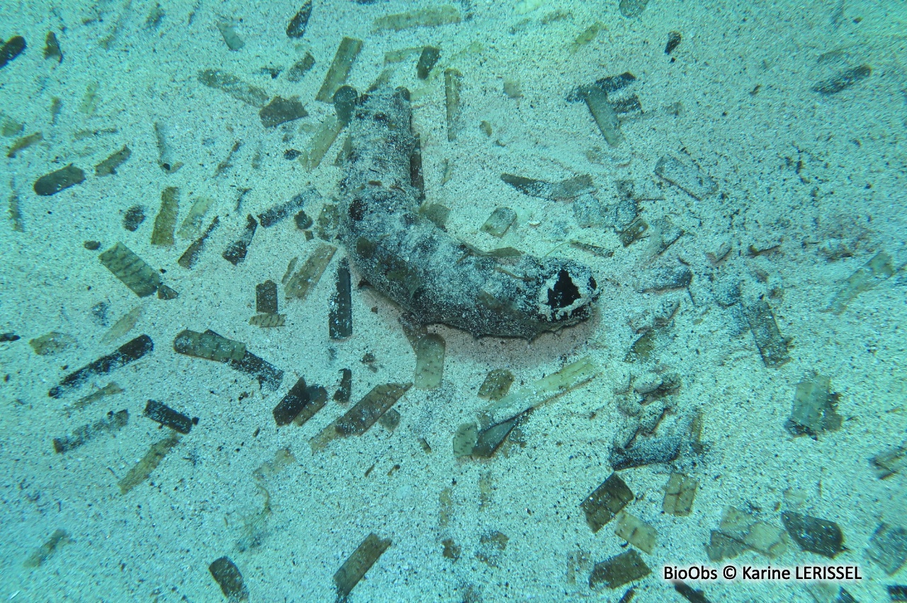 Concombre de mer ensablé - Holothuria (Roweothuria) poli - Karine LERISSEL - BioObs