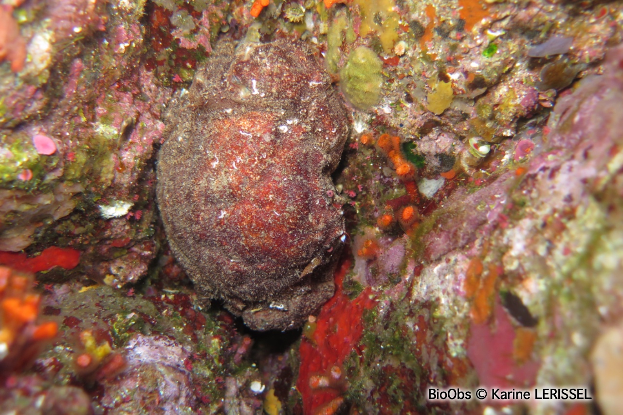 Dromie, petit crabe - Dromia personata - Karine LERISSEL - BioObs