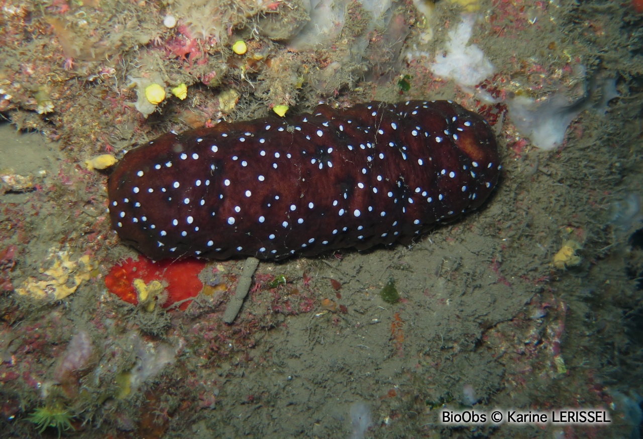 Holothurie noire - Holothuria (Panningothuria) forskali - Karine LERISSEL - BioObs
