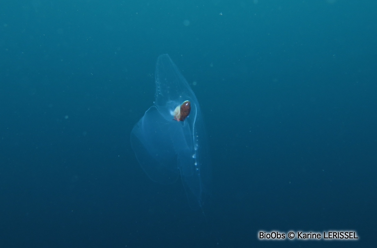 Papillon de mer - Cymbulia peronii - Karine LERISSEL - BioObs