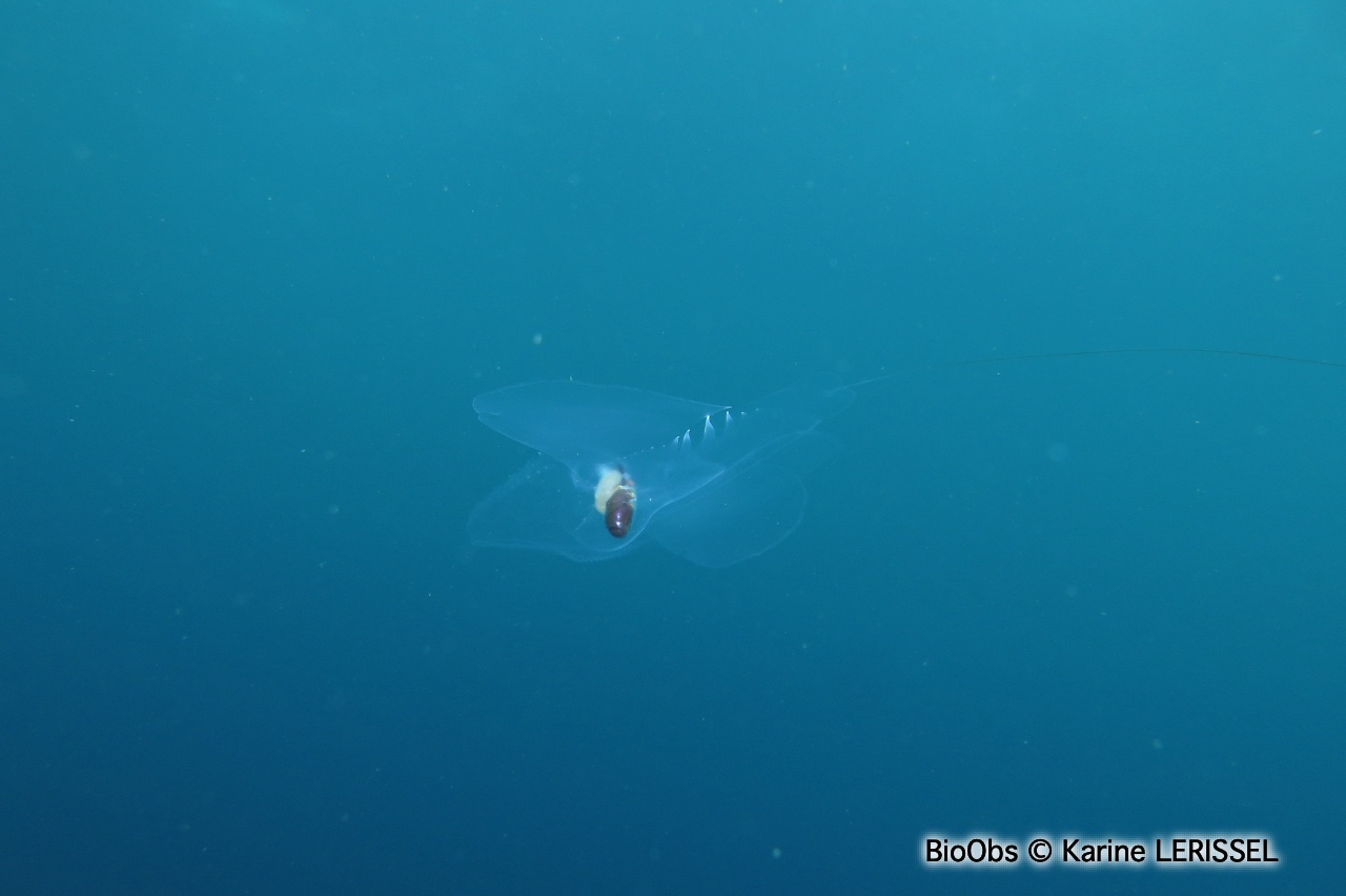 Papillon de mer - Cymbulia peronii - Karine LERISSEL - BioObs