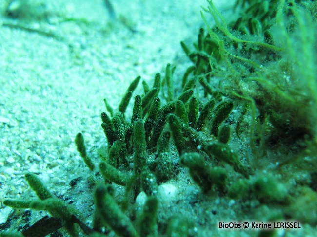 Algue à massues - Dasycladus vermicularis - Karine LERISSEL - BioObs