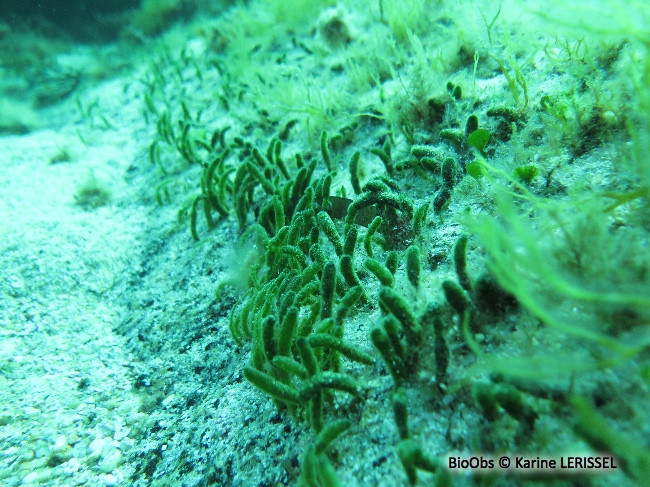 Algue à massues - Dasycladus vermicularis - Karine LERISSEL - BioObs