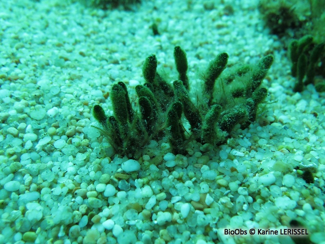 Algue à massues - Dasycladus vermicularis - Karine LERISSEL - BioObs