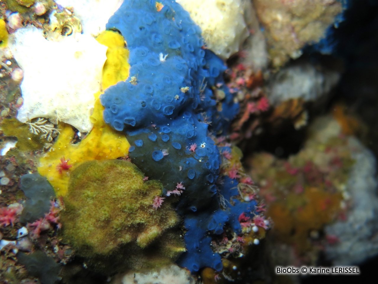 Eponge bleu-vert à cratères - Hymedesmia (Hymedesmia) paupertas - Karine LERISSEL - BioObs