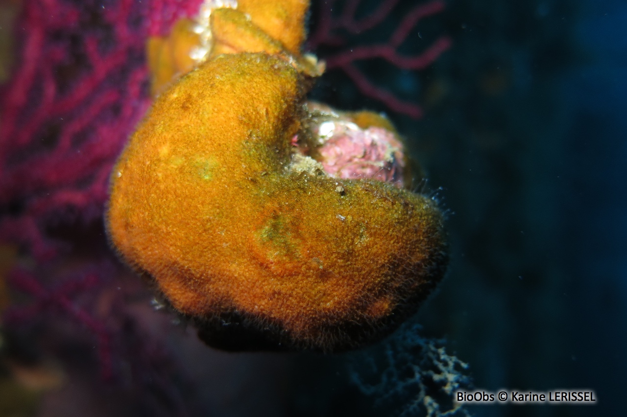 Cellépore pierreuse orange - Cellepora pumicosa - Karine LERISSEL - BioObs