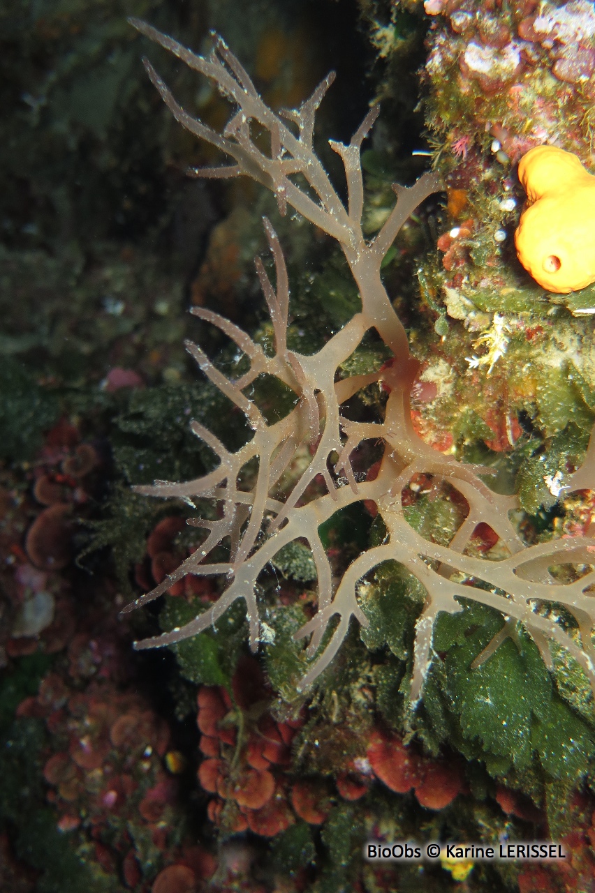 Algue branchue cartilagineuse - Chrysymenia ventricosa - Karine LERISSEL - BioObs