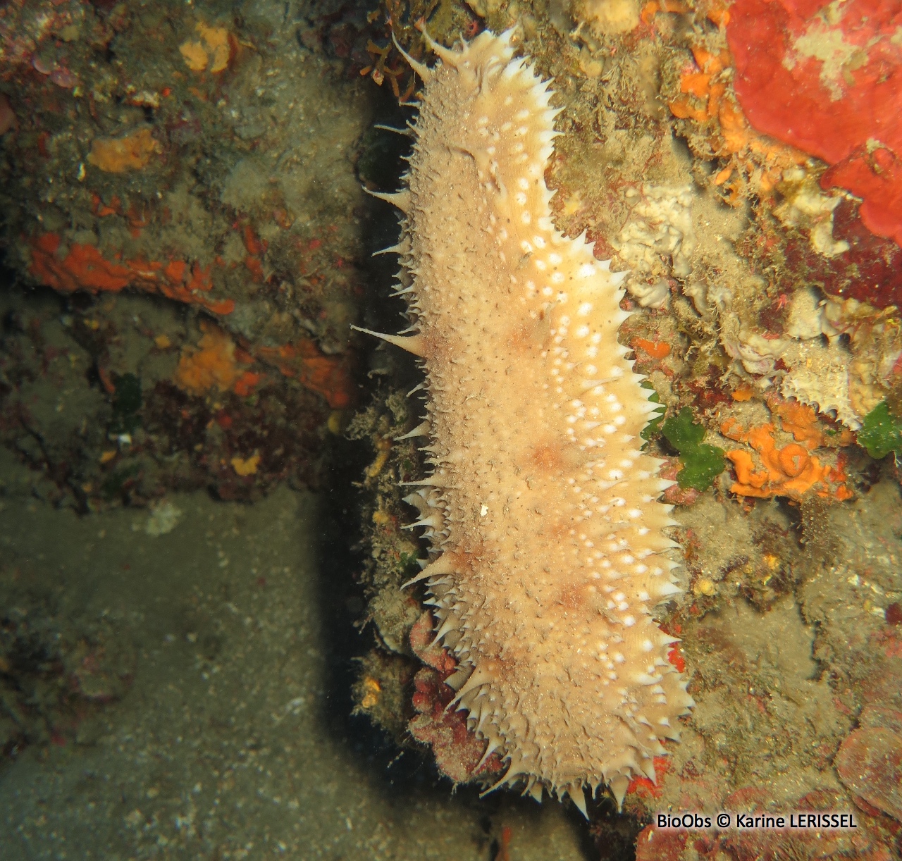 Holothurie jaune - Parastichopus regalis - Karine LERISSEL - BioObs