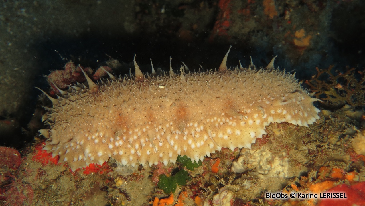 Holothurie jaune - Parastichopus regalis - Karine LERISSEL - BioObs