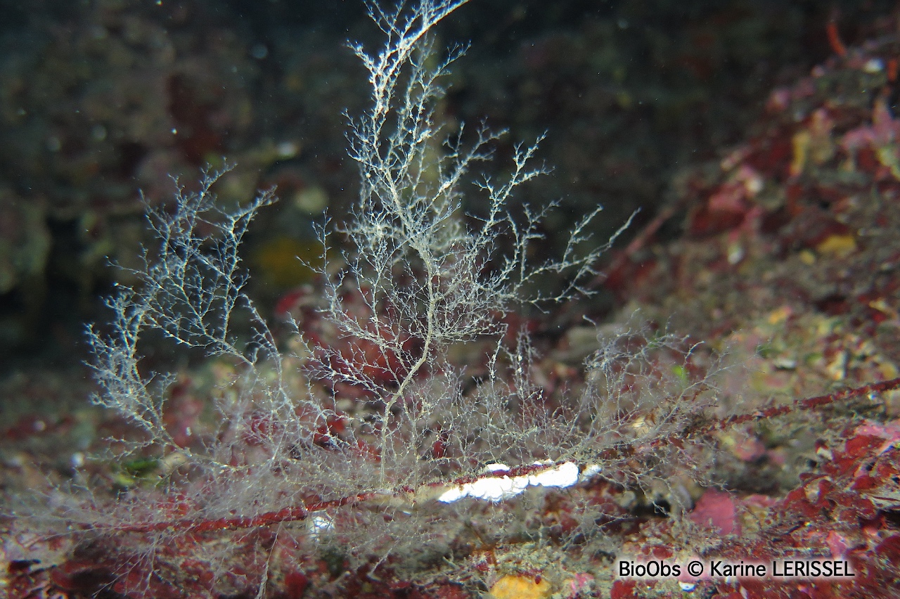 Grande obélie - Obelia longissima - Karine LERISSEL - BioObs