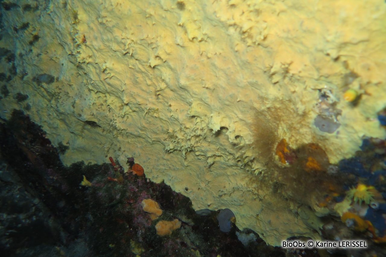 Eponge fibreuse rose - Hexadella racovitzai - Karine LERISSEL - BioObs