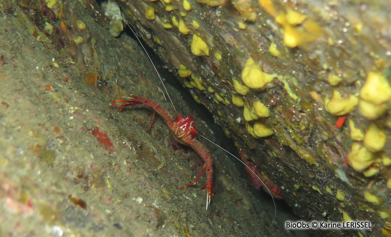 Galathée rose - Munida rugosa - Karine LERISSEL - BioObs