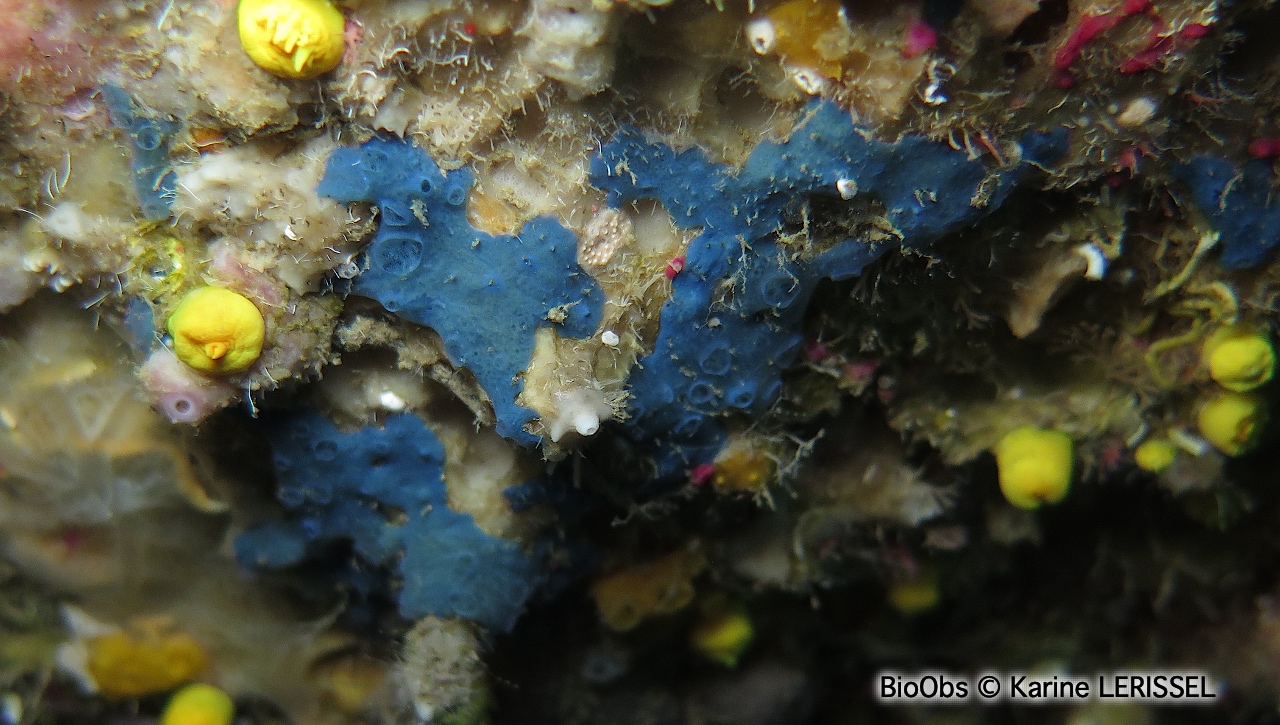 Eponge bleu-vert à cratères - Hymedesmia (Hymedesmia) paupertas - Karine LERISSEL - BioObs