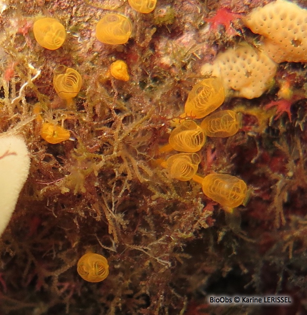 Clavelines naines - Pycnoclavella communis/ nana - Karine LERISSEL - BioObs