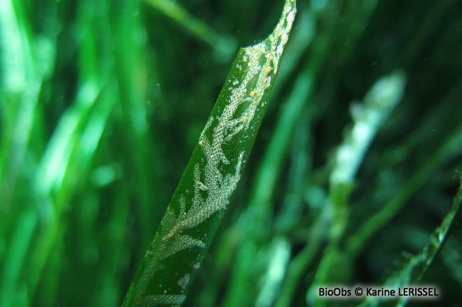 Bryozoaire de la posidonie - Electra posidoniae - Karine LERISSEL - BioObs