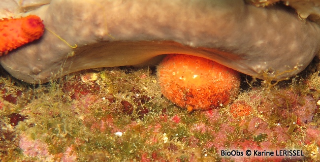 Orange de mer de Méditerranée - Tethya aurantium - Karine LERISSEL - BioObs