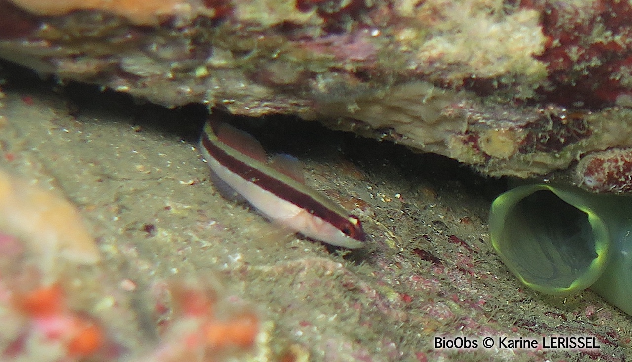 Gobie rayé - Gobius vittatus - Karine LERISSEL - BioObs