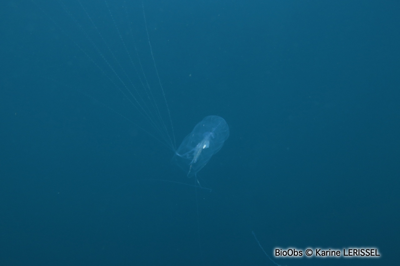 Siphonophore fer à cheval - Hippopodius hippopus - Karine LERISSEL - BioObs