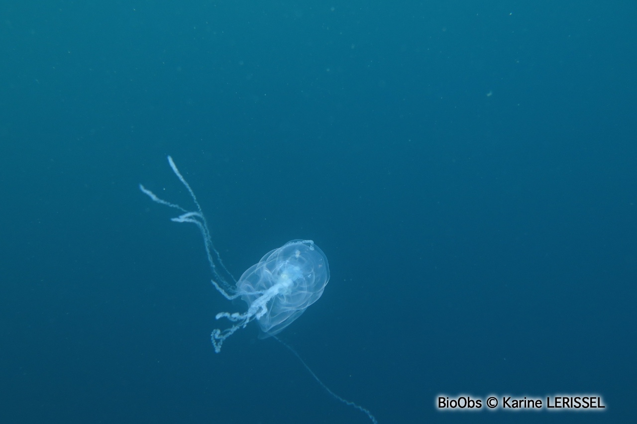Siphonophore fer à cheval - Hippopodius hippopus - Karine LERISSEL - BioObs