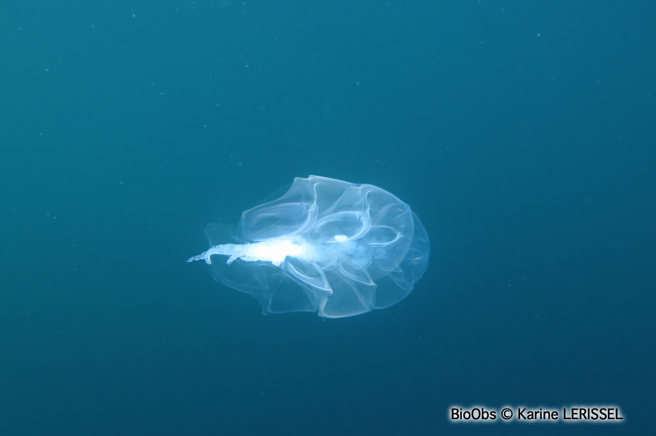 Siphonophore fer à cheval - Hippopodius hippopus - Karine LERISSEL - BioObs
