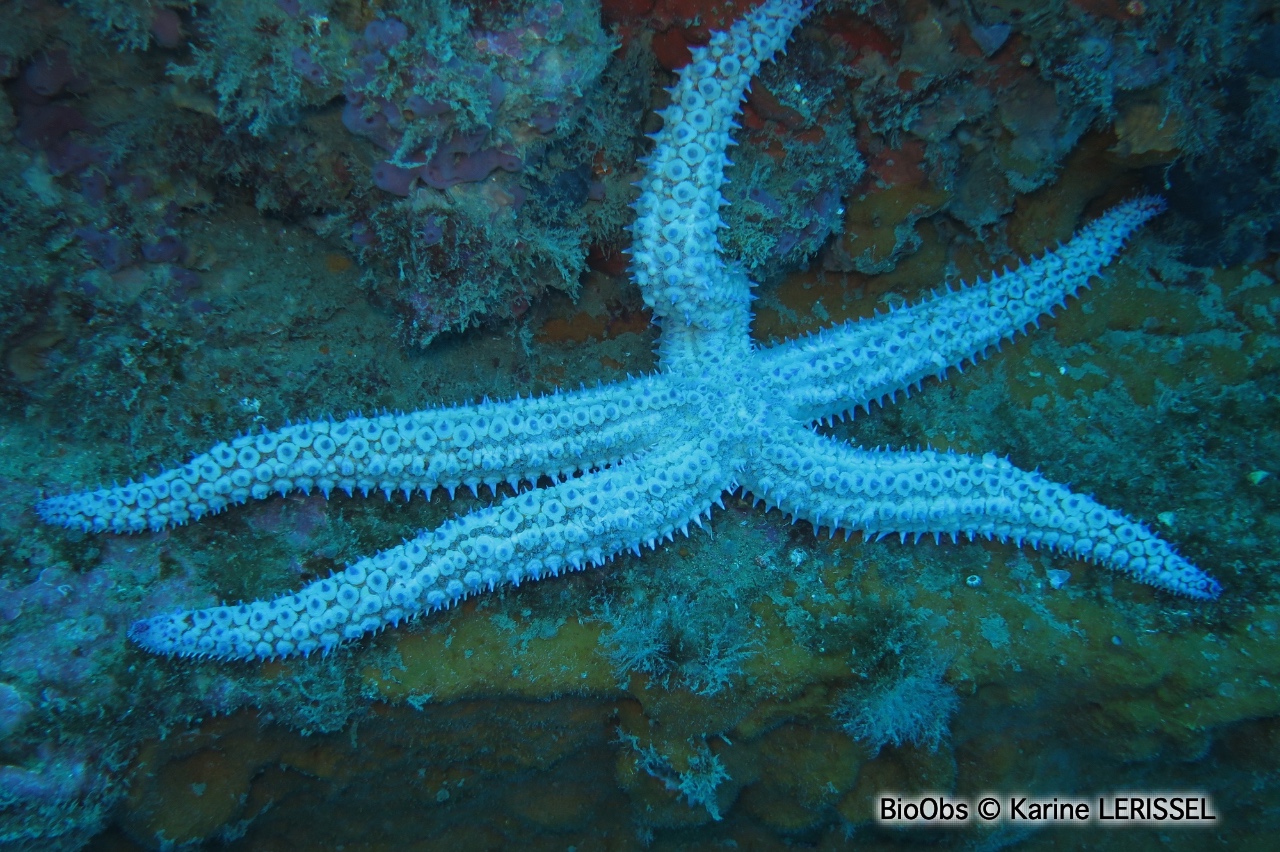Etoile de mer glaciaire - Marthasterias glacialis - Karine LERISSEL - BioObs
